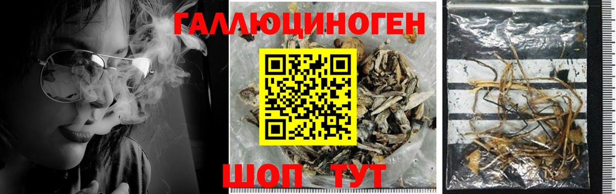 Галлюциногенные грибы прущие грибы  Вход с VPN  Чебаркуль  Галлюциногенные грибы Psilocybine cubensis 